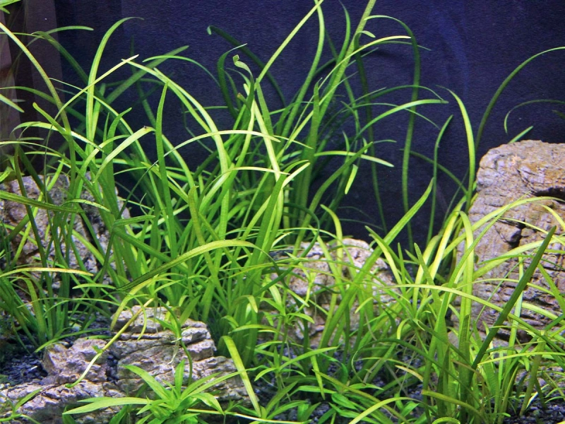 Sagittaria subulata var. pusilla - Zwergpfeilkraut